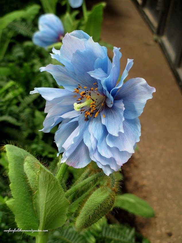 amapolas azules del himalaya el sueo de un jardinero, Meconopsis Lingholm con floraci n doble expuesta en Longwood Gardens en Chadd s Ford Pennsylvania