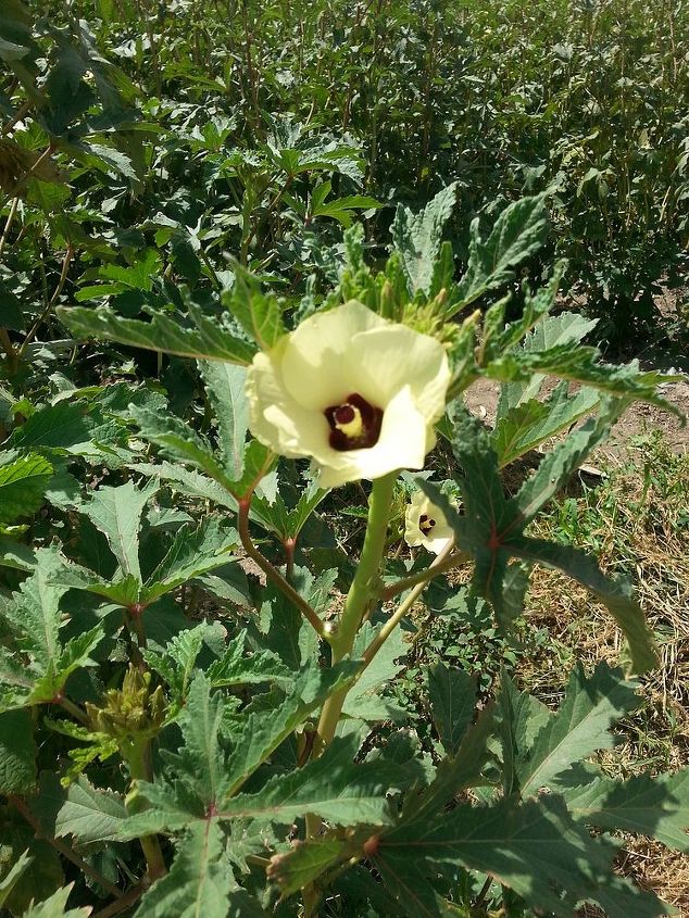 q what in the world is this plant, flowers, gardening