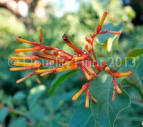fall color florida style, gardening, Firebush Hamelia patens