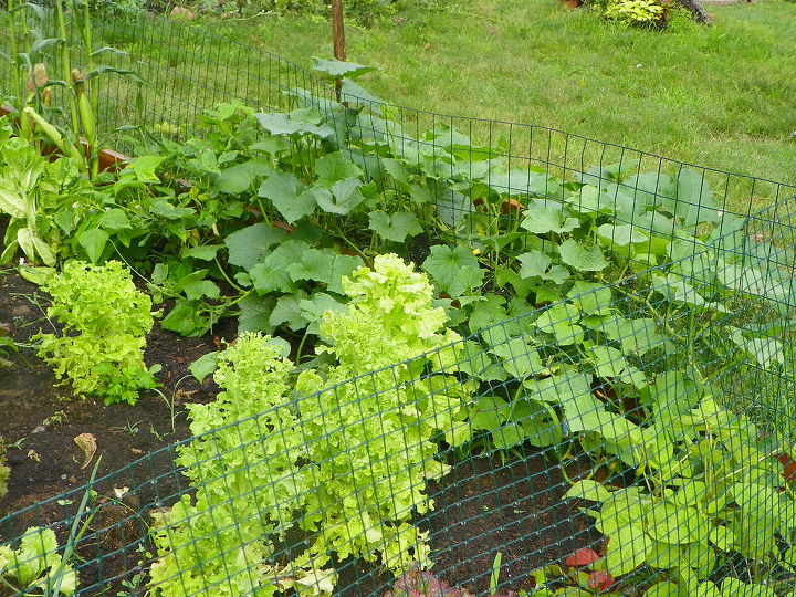 my garden s, gardening, Cukes sprang up due to a few much needed thunderstorms