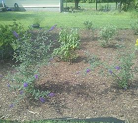i am looking for any ideas on how stop crab grass from coming up through my weed, gardening, landscape, Crabgrass coming up everywhere
