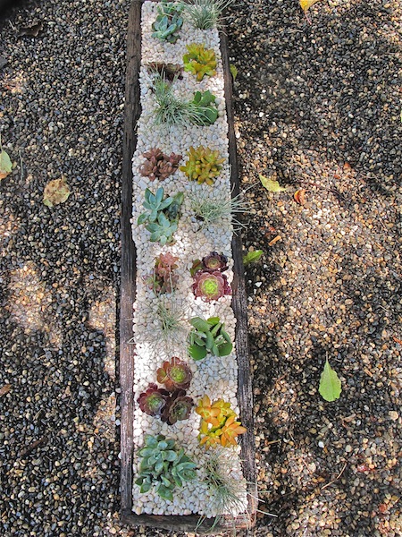 appreciating amp propagating succulents, flowers, gardening, succulents, Fantastic reclaimed wooden planter over 42 inches long 9 wide I need to make one of these for myself