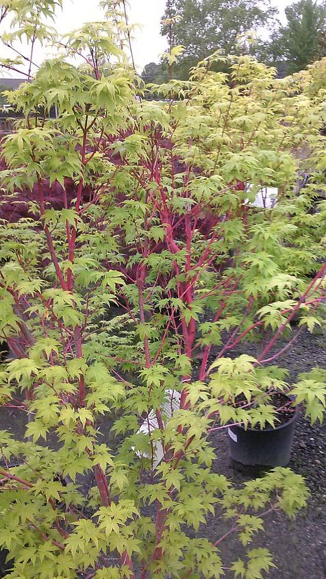 my love affair, Sango Kaku Coral Bark