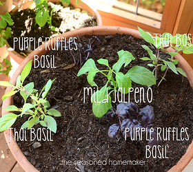container gardening, container gardening, gardening, I surrounded the pepper with colorful fragrant basils I planted Thai and Purple Ruffle basils The nice thing about these herbs I can begin using small amounts immediately