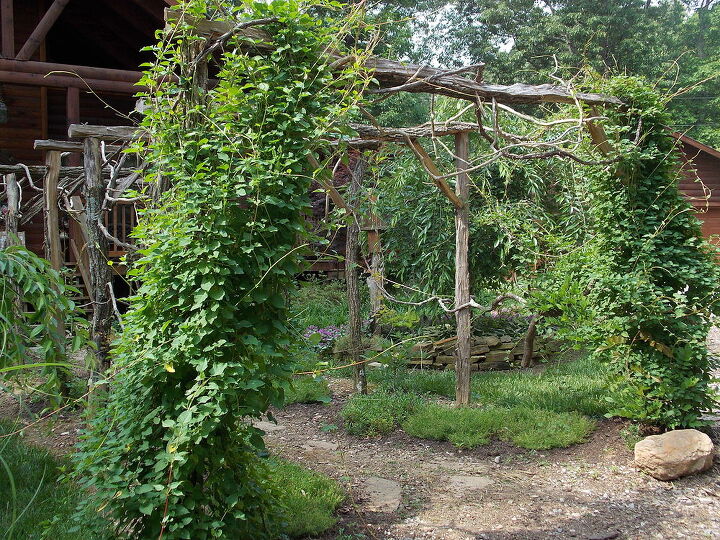 locust arbor, gardening, landscape