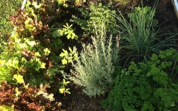 Mini herb garden
