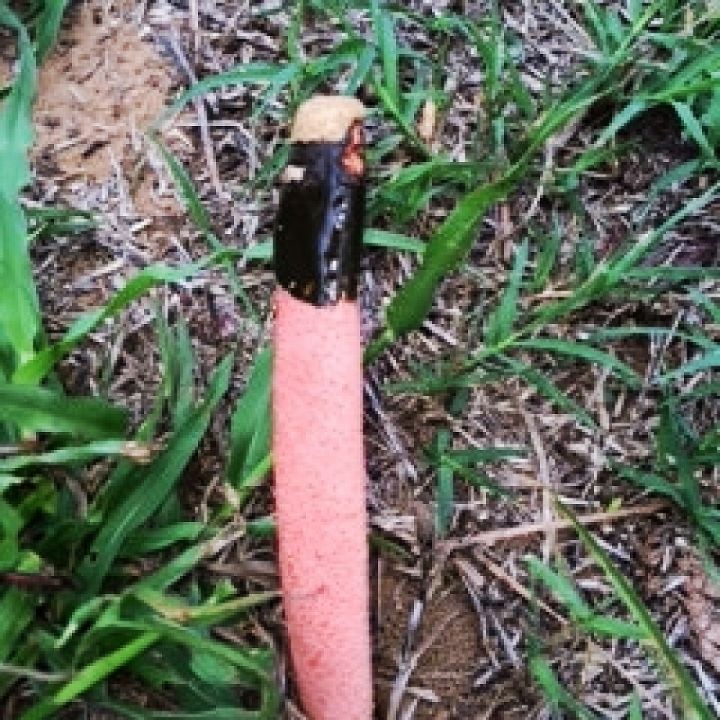fungus among us or finding beauty where you did not plant it, gardening, Here is the pencil like weird finding I had to stop and quickly retrieve my cell phone to snap this picture I have never seen anything like it before