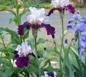 Digging up and Separating Iris Hometalk