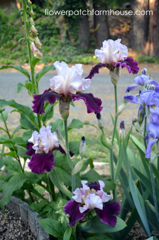 digging up and separating iris, flowers, gardening, Lovely Iris