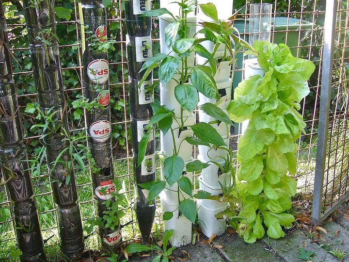 what do you know about vertical gardening, flowers, gardening, Herbs and edible flowers add special flavor to every meal