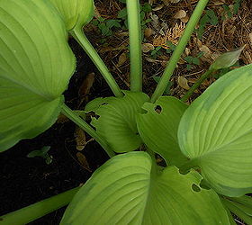 holes in hosta leaves it might not be who you think, Hosta Journey s End with damage