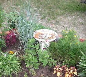 new garden and pond, flowers, gardening, hibiscus, outdoor living, ponds water features, my home made birdbath I did