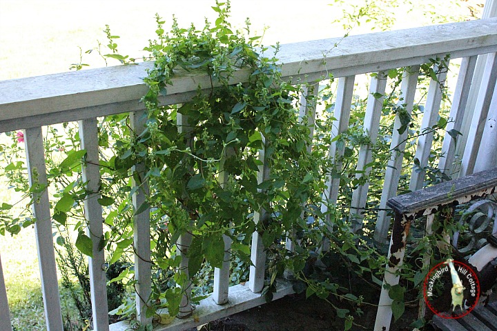 anyone know what the name of this wild vine is, flowers, gardening