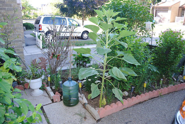 need help to fix my front garden it s a mess do i have too many bushes, flowers, gardening, Can t remove this sunflower I didn t plant it they randomly sprout every year my recently deceased friend LOVED sunflowers so we take it as her planting them lol