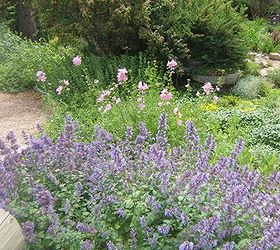 bee friendly plants from a bee breeder, gardening, Nepeta Dropmore Blue is a bee favorite