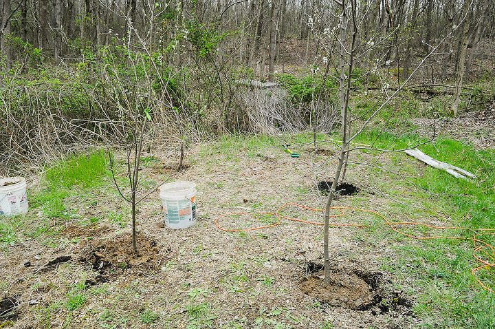 project plan for a homestead from scratch, homesteading, outdoor living, Planting fruit trees