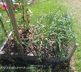 harvesting and curing garlic, gardening