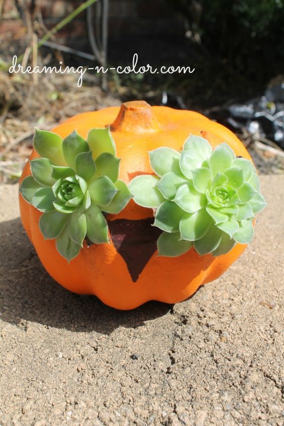 succulent pumpkin owl, flowers, gardening, seasonal holiday d cor, succulents, You can even call this a living pumpkin And you know how easy it is to maintain succulents