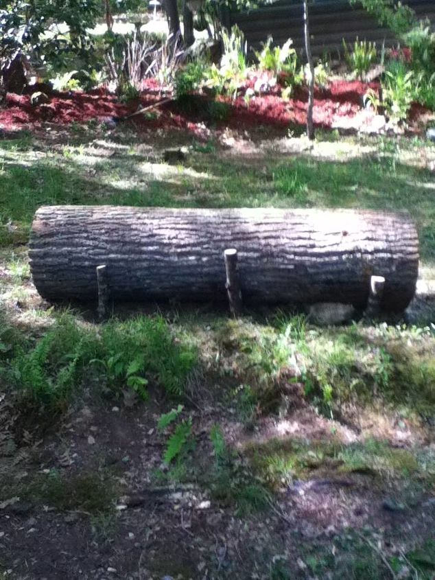 dead tree gets new life, gardening