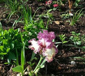 iris, flowers, gardening