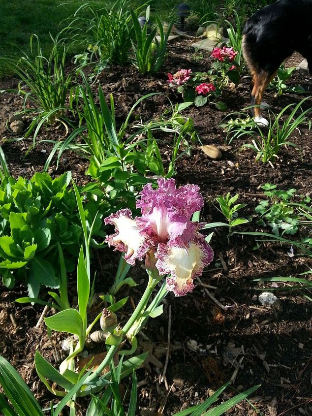 iris, flowers, gardening