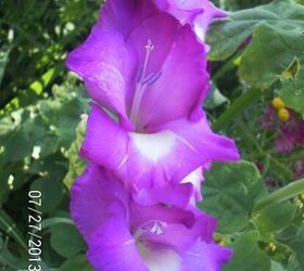 just some of the flowers in our yard, flowers, gardening, Gladiolus