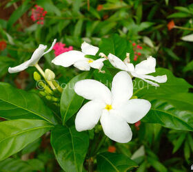 a visit to morikami gardens, gardening, outdoor living, Brunfelsia americana or Lady of the Night