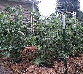 straw bale gardening great in all climates from the arctic to the caribbean islands, No weeding raised beds make access easier tomato plants love this method of gardening Great for potatoes also no digging Anything that grows in the soil will do well in the bales also