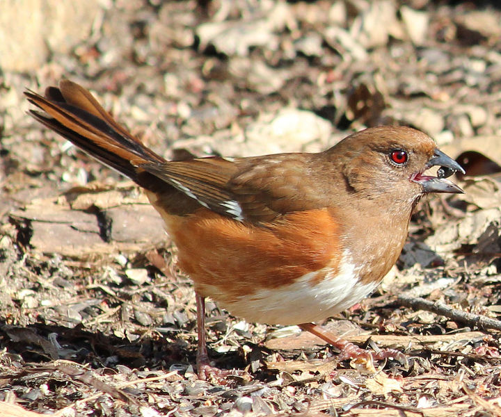 too many birds to count, pets animals, Rufus sided Towhee female