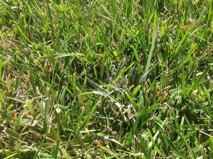 q something s growing on the grass in my backyard, gardening, landscape, I ve never noticed it in the yard before