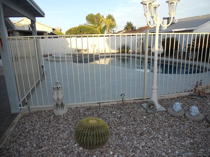 only blooms at night and only last for 12 hours, flowers, gardening, landscape, outdoor living, pool designs, This is a true Arizona back yard pool and all