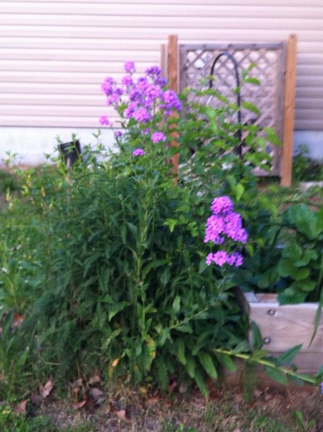 these plants are both common but i would like to know their names, gardening, Dames Rocket This comes back from root and also reseeds really well It likes poor soil and doesn t mind a drought It blooms all summer if I dead head it