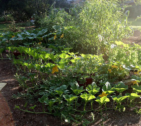 do i fertilize first or spray for insects, the veggie garden