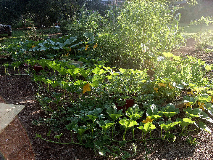do i fertilize first or spray for insects, gardening, pest control, the veggie garden