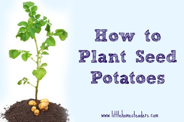 how to plant seed potatoes, container gardening, gardening, homesteading