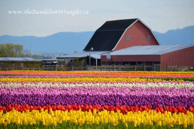 the skagit valley tulip festival tulip town follow the rainbow, gardening