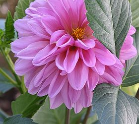 practically care free flowers as well as beautiful amp show stoppers, flowers, gardening, perennials, Dahlia easiy grown by tubers They multiply each year and bloom til late fall to frost
