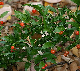 celebrate the winter garden with these plants a mix of both evergreen and deciduous, gardening, seasonal holiday decor, Poet s Laurel Danae racemosa evergreen shrub great for dry shade Apply a one inch layer of mulch to keep soil from drying out too quickly