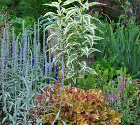 this is one garden you should see, flowers, gardening, The plant with soft grey foliage is Veronica incana The tall variegated green plant is Phlox Norah Leigh In the foreground with orange red foliage is Heuchera Marmalade The pink flower is Veronica spicata Giles Van Hees