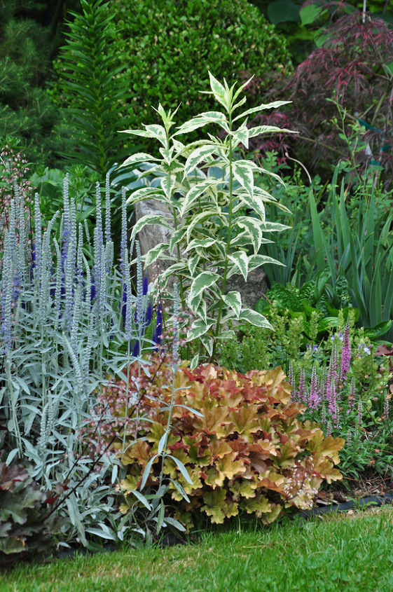 this is one garden you should see, flowers, gardening, The plant with soft grey foliage is Veronica incana The tall variegated green plant is Phlox Norah Leigh In the foreground with orange red foliage is Heuchera Marmalade The pink flower is Veronica spicata Giles Van Hees