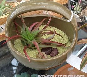 terrariums in all shapes and sizes, crafts, gardening, terrarium, I LOVE this little avocado bowl with adorable handle this tilladesia looks perfectly happy in this bowl