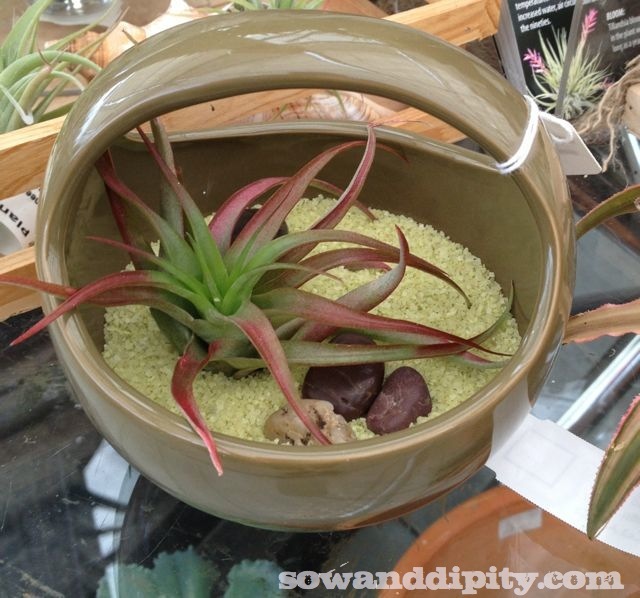 terrariums in all shapes and sizes, crafts, gardening, terrarium, I LOVE this little avocado bowl with adorable handle this tilladesia looks perfectly happy in this bowl