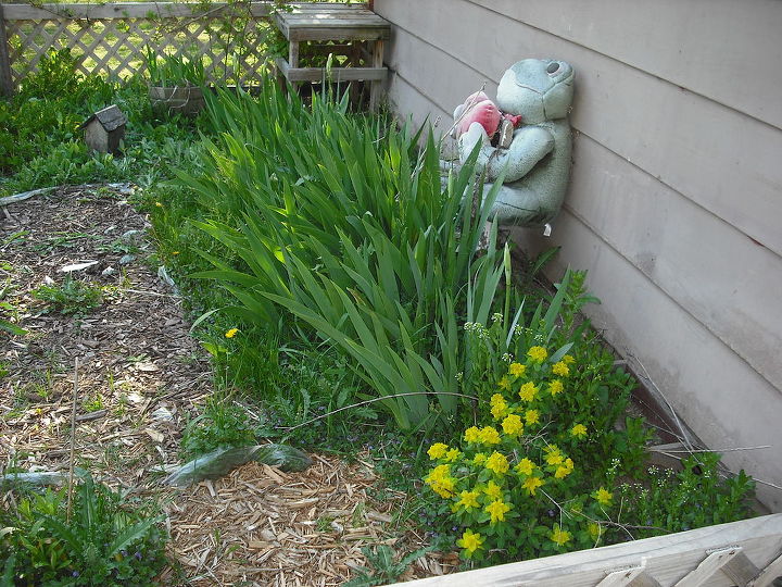my iris in old garden, gardening