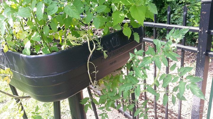 q hanging tomatoes almost no fruit, gardening, one side of 3 with hanging from underneath the planter NO tomatoes This vine grows underneath and from the side of the garden