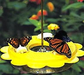 butterfly feeder sponge butterfly feeder sponge