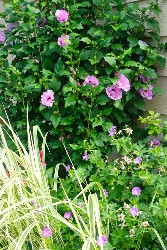 jardinagem na pensilvnia julho de 2013, Rosa de Sharon Hibiscus florescendo em julho deste ano com Geranium 39 Rozanne 39 e Miscanthus sinensis 39 Dixieland 39
