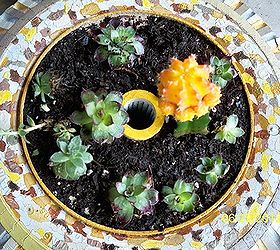 the leopart tire planter, gardening, repurposing upcycling, Add soil plants Hen chicks plus the cutest lil cactus cute but it bites