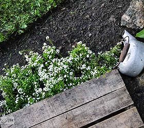 cheating with an instant full pallet garden walkway, concrete masonry, diy, landscape, pallet, repurposing upcycling, Rather than bring the edge of the pallet to the lawn I planted some alyssum pouring out of an old kettle instead It s very cute and rather unexpected