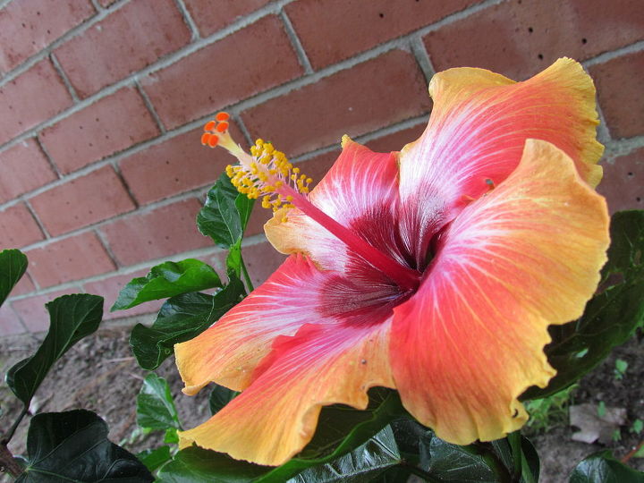 hibiscus plant how tall do they grow, flowers, gardening, hibiscus, Love the colors