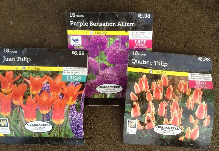 plant 51 flower bulbs at the speed of light, flowers, gardening, Tulips and Allium bulbs that hopefully come up in the spring